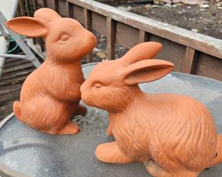 These bunnies need a home