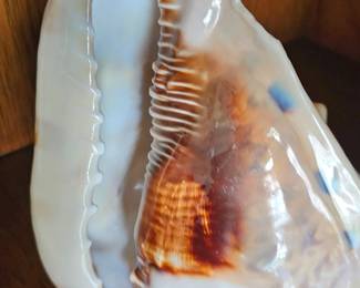 several larger shells