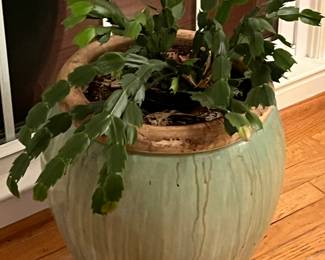 Collection of Potted Plants