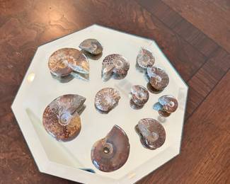 #133 - $80.00 - Fossils Tuscon gem & mineral show for the set