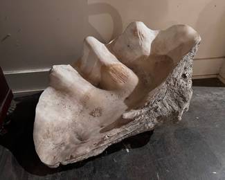 A HUGE clam shell that has the top to it. 2 medium and 2 small as well. All original and from the Gulf of Mexico and purchased in Aransas Pass.