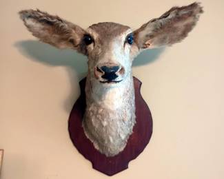 Mule Deer Doe Mount, 24" x 18", And Antler Plaque