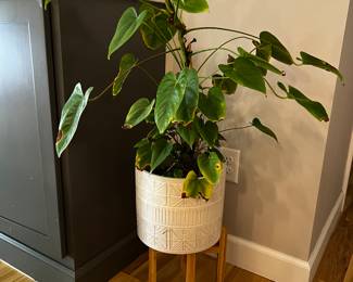 houseplant with planter