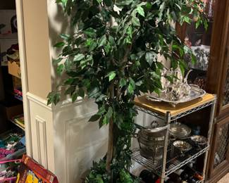 Ficus tree