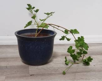 Lot # : 837 - Live plant in glazed pottery planter