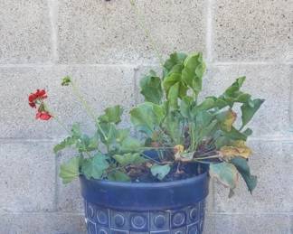 Lot # : 820 - Live plant in glazed ceramic pot