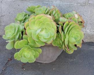 Lot # : 818 - Succulent plant in plastic pot