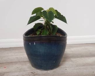 Lot # : 835 - Live plant in glazed planter