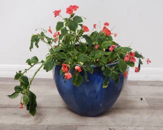 Lot # : 829 - Live plant in glazed pottery planter