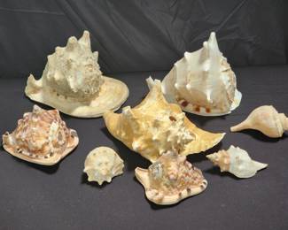 Lot # : 601 - 12lbs of various sized seashells