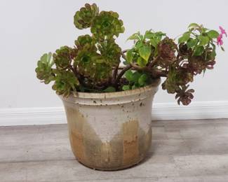 Lot # : 842 - Succulent & live plant in glazed pottery planter
