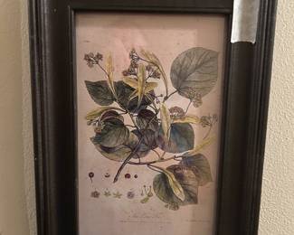 Herbs framed under glass