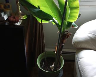 Another House Plant, possibly a Banana Tree?, 