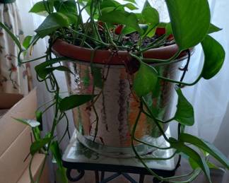 One of Several Healthy House Plants, 