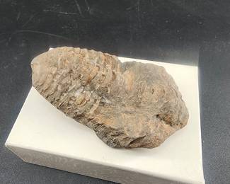 Trilobite fossil from Morocco