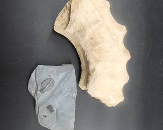 Trilobite fossils & partial ammonite fossil