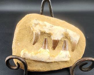 Mosasaur teeth set in sandstone