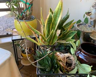 House plants needing a new home