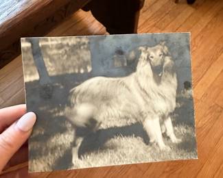 Antique photo of dog