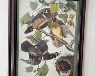 LARGE WOOD DUCKS PICTURE