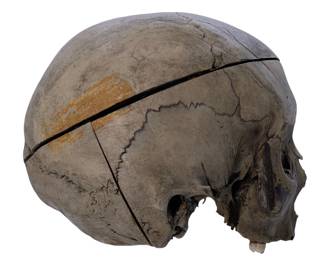 Early Human Skull,  20” circumference 