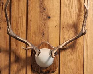 Elk Horn Mount