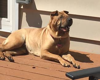 Snickers loved Sunbathing on the deck!! She is now over the rainbow, ,she was 15!!