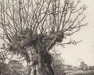 STANLEY ROY BADMIN (1906-1989) | The Old Ash, 1929. Etching. Sheet 10 x 7.5 in. Pencil signed and ed. 38/40 lower margin - w. 12 x h. 16 in. (mat)
