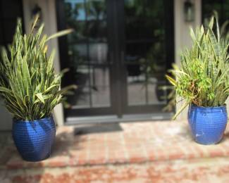 Planters with Snake plants!