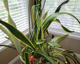 Snake plant