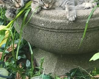 2 free sweet baby kittens call Jamie 574-536-3127