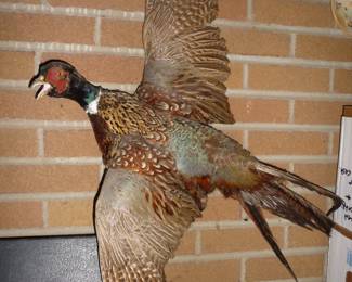 taxidermy Pheasant 
