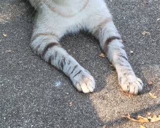  Free Siamese cat call Jamie 574-536-3127 She is more yellow tan than the pic. . VERY friendly  and loving .