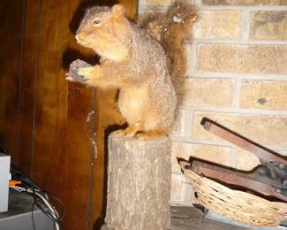 taxidermy real stuffed squirrel 