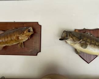 Fish taxidermy