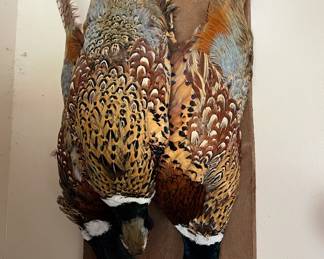Fowl taxidermy