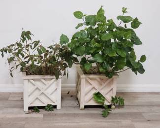 Lot # : 501 - Pair of live plants in square plastic planter
