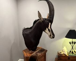 Sable Antelope 40 inch spread