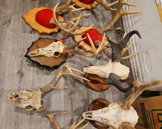 Genuine antler taxidermy 
