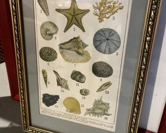 Shell Identification Chart 