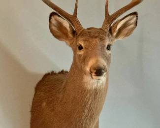 Taxidermy Deer