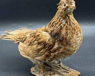 Taxidermy Ruffed Grouse
