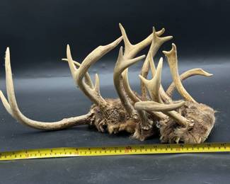 (6) Antlers
