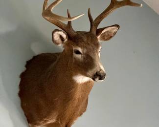 Taxidermy Deer