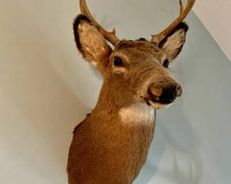 Taxidermy Deer