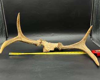 Gigantic Antlers
