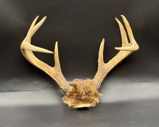 Decent Sized Antlers
