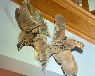 (3) Taxidermy Wall Birds
