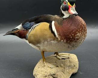 Taxidermy Mallard
