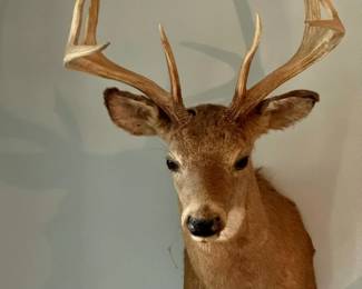 Taxidermy Deer